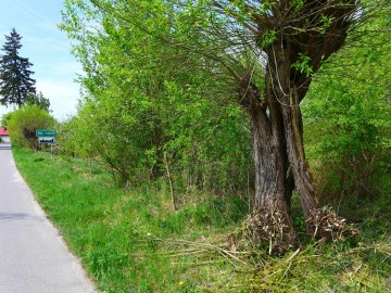 Sadzenie ostrokołów wierzbowych w Kol. Ręczno., 